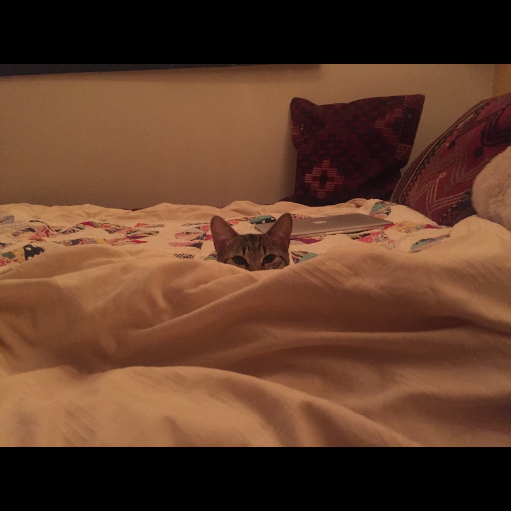 Meet your Posher, Alli